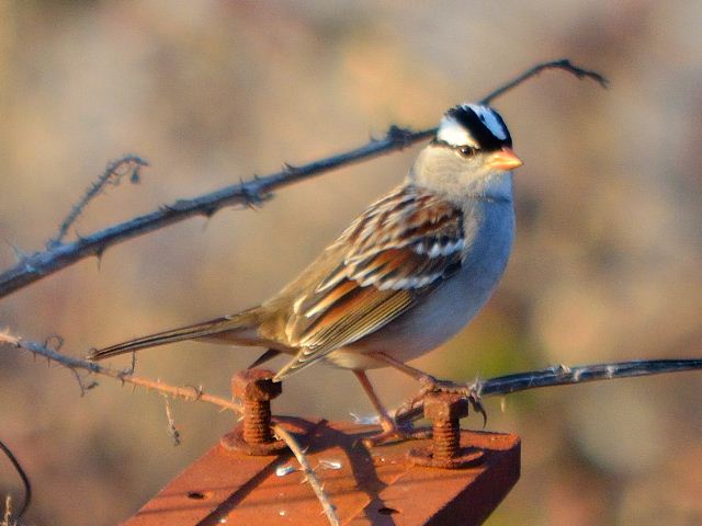 White-crowned Sparrow